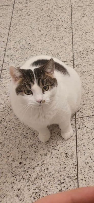 Stella